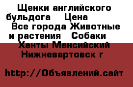 Щенки английского бульдога  › Цена ­ 60 000 - Все города Животные и растения » Собаки   . Ханты-Мансийский,Нижневартовск г.